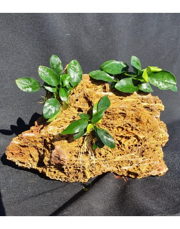 Roca maple 3 anubias 20-25 cm 2,3kg