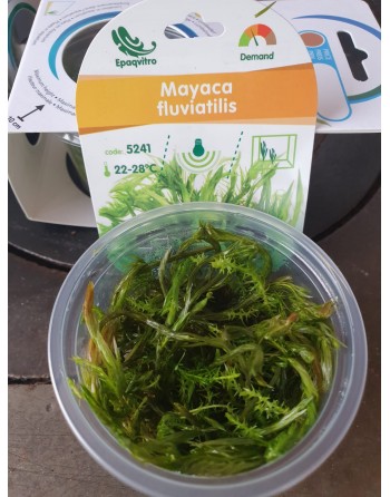 mayaca fluviatilis invitro