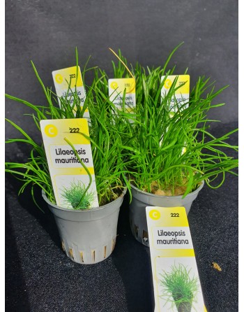 Lilaeopsis Mauritiana pack 5 unidades