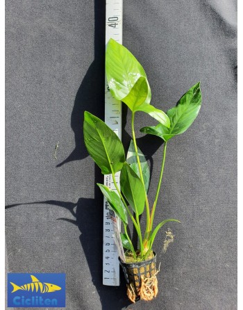 anubia hastifolia de 25 a 35 cm