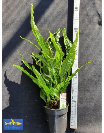 planta-mãe microsorium pteropus 30-40 cm pacote 2 unidades