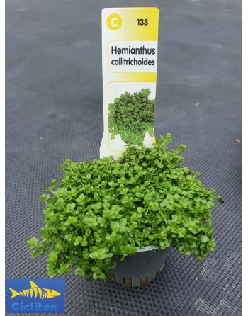 Planta tapizante CUBA - HEMIANTHUS CALLITRICHOIDES