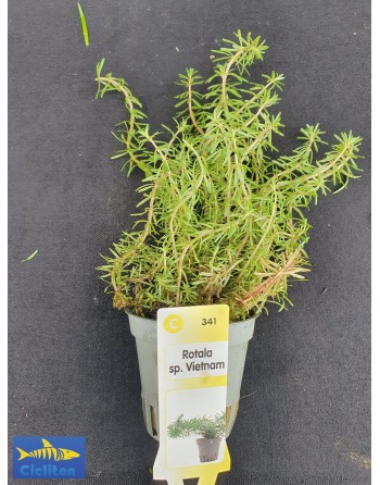 Rotala sp. Vietnam
