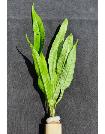 Microsorium pteropus (java fern) Strik ramo 20-25cm
