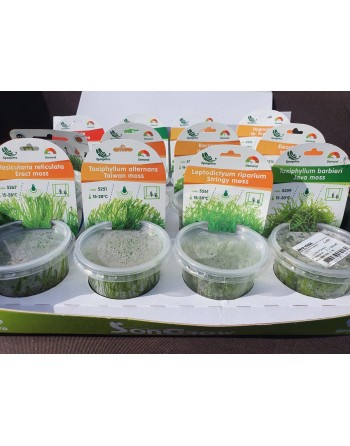 Moss in vitro pack 2 assorted units