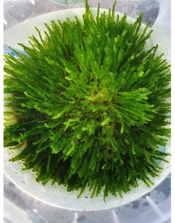 Moss Taxiphyllum spiky