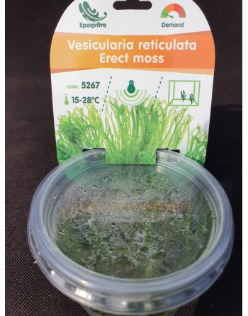 Vesicularia Reticulata Erect moss