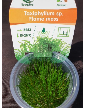 Taxiphyllum sp. Flame moss