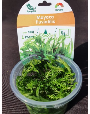 Mayaca fluviatilis pack 2 units
