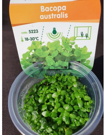 Bacopa australis pack 2 unidades