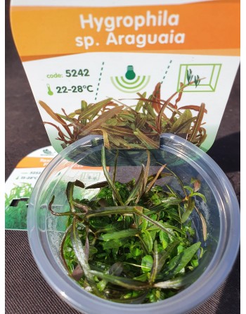 Hygrophila sp. Araguaia pack 2 unidades