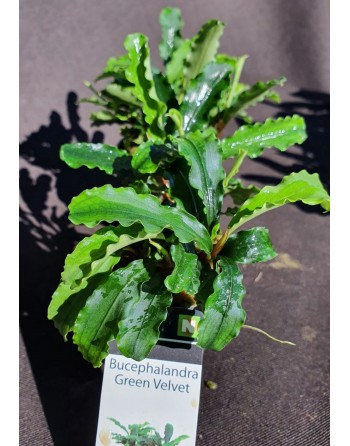 Bucephalandra green Velvet pacote 2 unidades