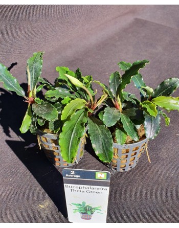 Bucephalandra Tehia green pack 5 units