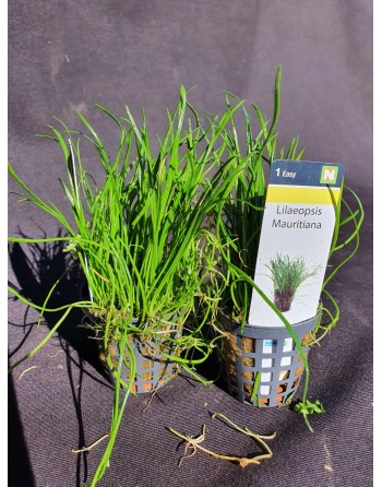 Lilaeopsis Mauritiana pack 2 unidades