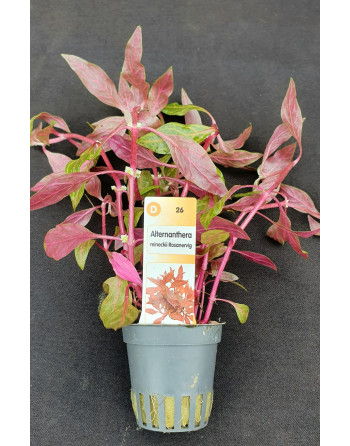 Alternanthera Reineckii rosanervig maceta 10 a 20 cm