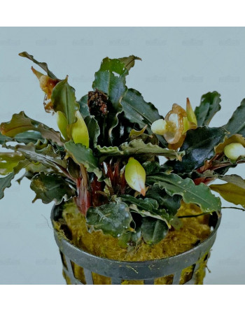 Bucephalandra Lamandau