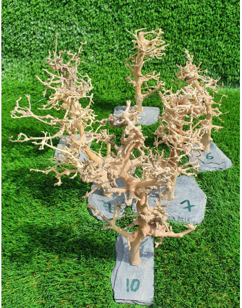 Natural wood bonsai  M 20x15 aprox cm