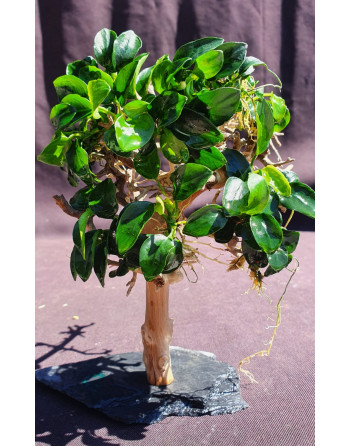 Natural wood bonsai  S 15x10 aprox cm