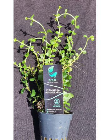 Lysimachia nummunaria geen