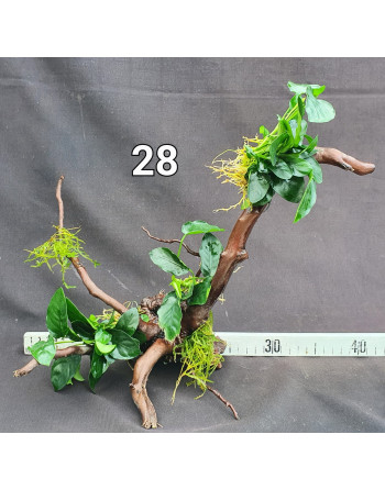 Anubia en raíz 30 -40 cm