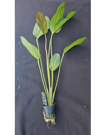 Echinodorus Hot Pepper