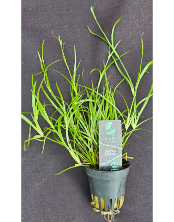 Juncus repens