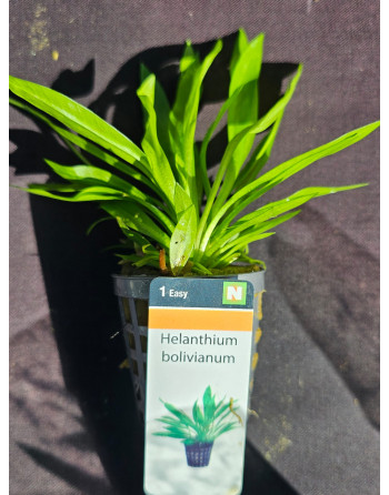 Helanthium bolivianum