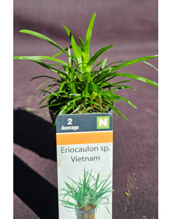 ERIOCAULON VIETNAM