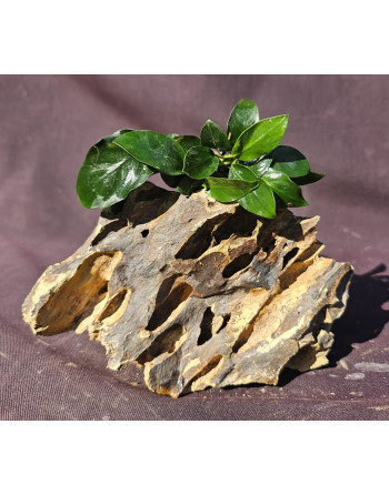 Dragon rock with anubia 10-12cm 600g