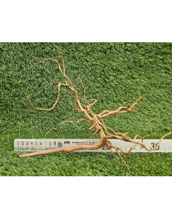 Raiz scaper root 25-30cm