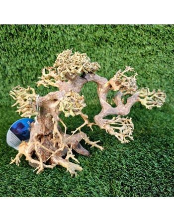 copy of bonsai de madeira natural 24 x 16 x 20 cm