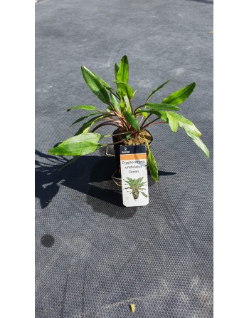 Cryptocoryne undulatus Green pack 3 units