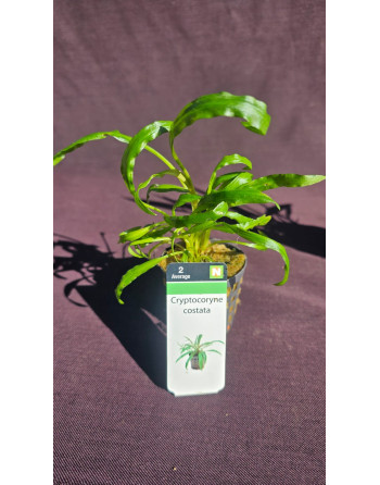 Cryptocoryne costata pacote de 3v unidades