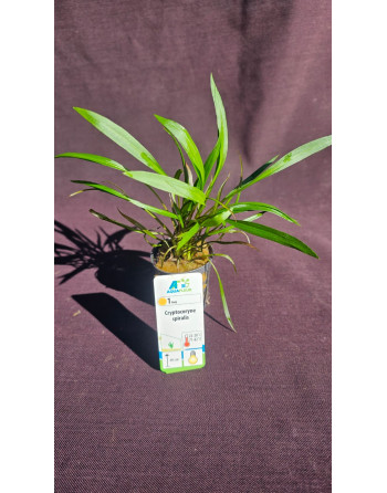 copy of Cryptocoryne green 10-15 cm pack 5 units