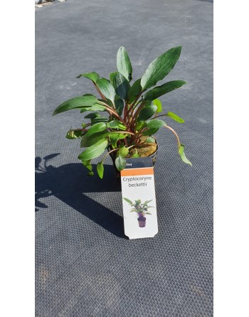 Cryptocoryne beckettii pack 3 units