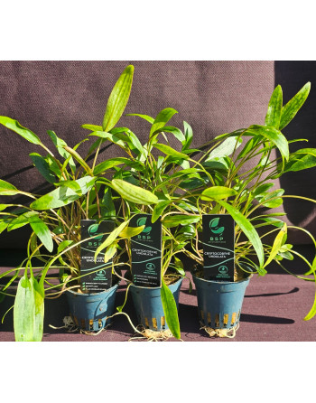 Cryptocoryne undulatus  pack 3 units