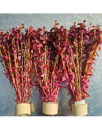 copy of Rotala roja strip manojo 3 unidades