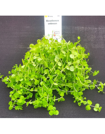 Planta tapizante Micrantemum umbrosum