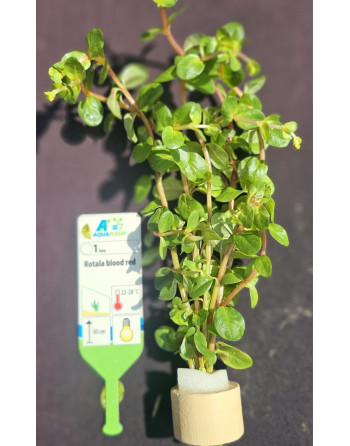 Rotala blood red ,strip manojo