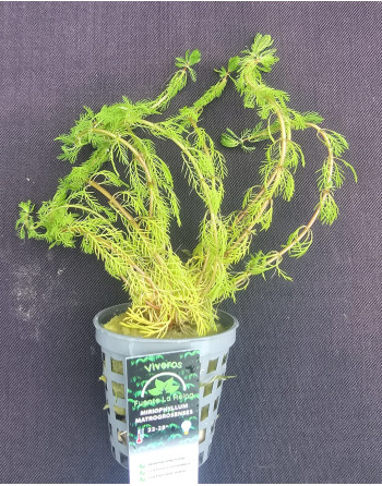 miriophyllum matroorosenses