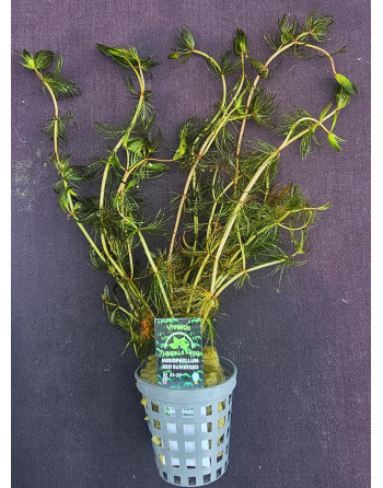 miriophyllum red sumersed