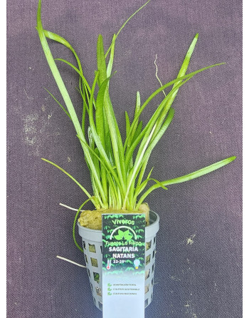 Sagittaria natans
