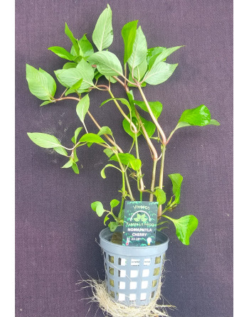Nomaphyla cherry