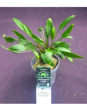 Cryptocoryne pigmea