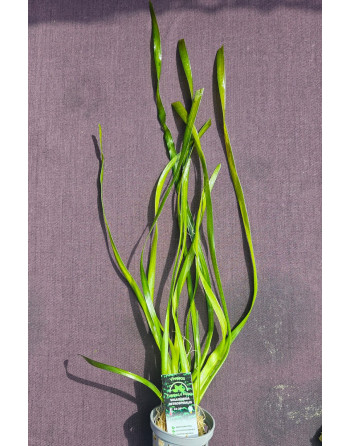 Vallisneria retrospiralis maceta 30 40 cm