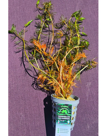 miriophyllum red sumersed