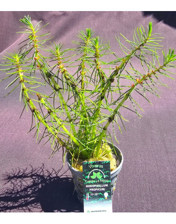 miriophyllum propicum
