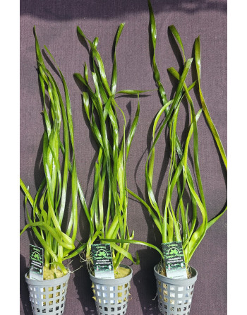 Vallisneria Retroespiralis 30 40 cm pack 3 unidades