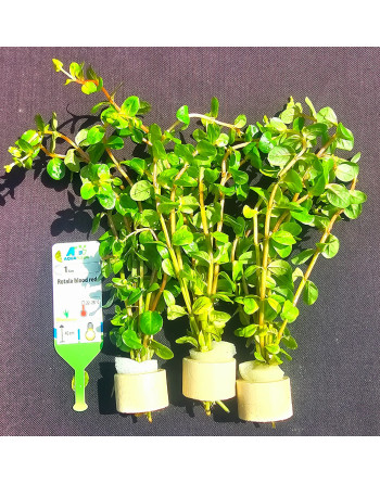 Rotala blood red15-20 cm pacote 3 unidades