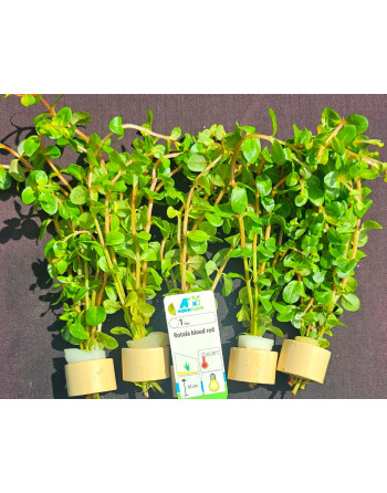 Rotala blood red15-20 cm pacote 5 unidades